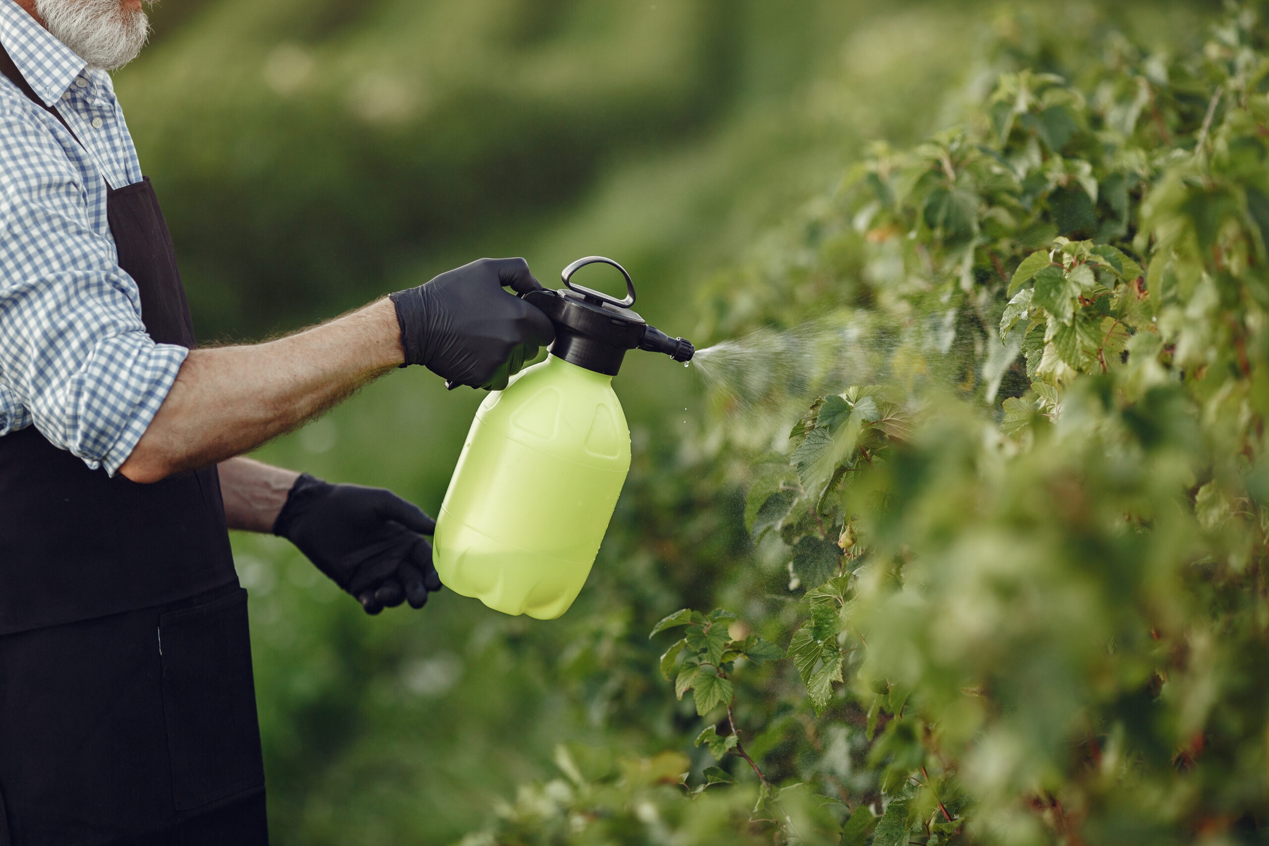 Senior man watering his plants in his garden with sprinkle Farmer spraying vegetables in the garden with herbicides. Man in a black apron.
