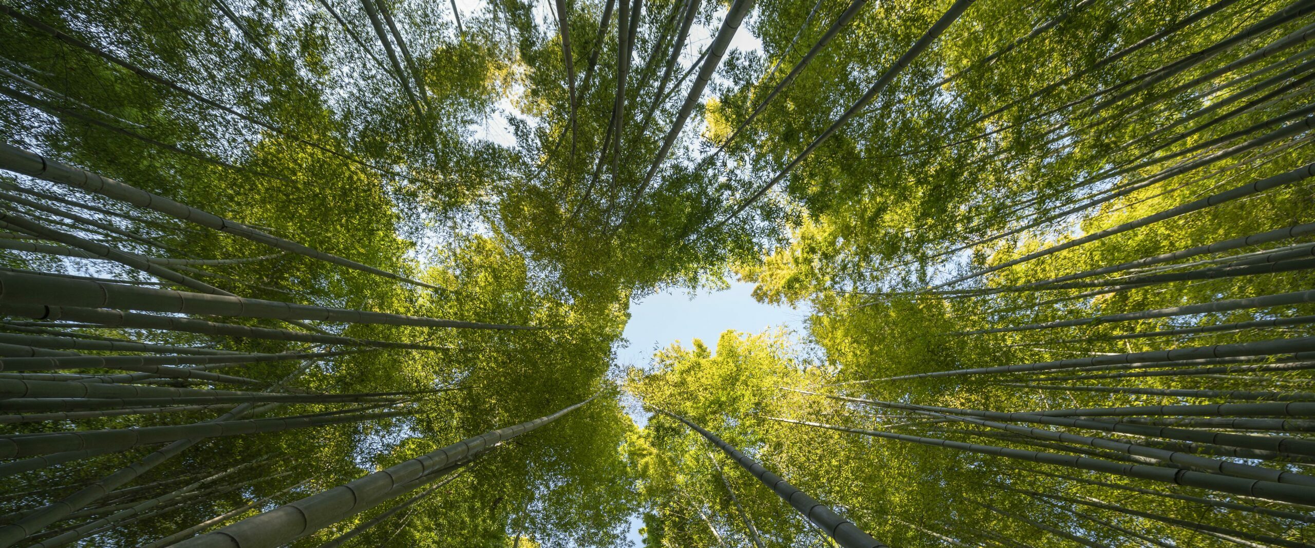 foret-avec-des-arbres-se-bouchent foret-avec-des-arbres-se-bouchent