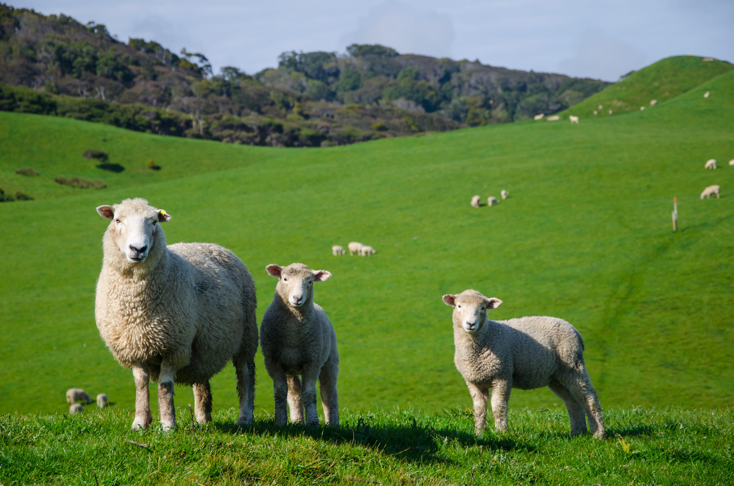 Closeup shot of sheep in a grassland A closeup shot of sheep in a grassland