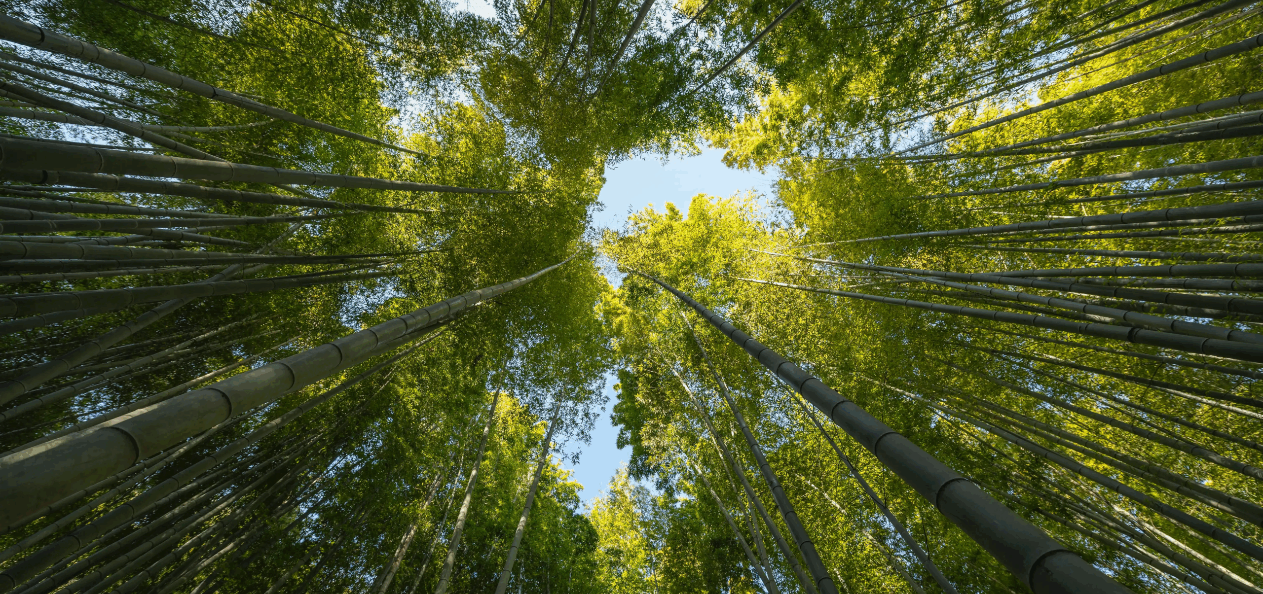 foret-avec-des-arbres-se-bouchent-2 1 foret-avec-des-arbres-se-bouchent-2 1